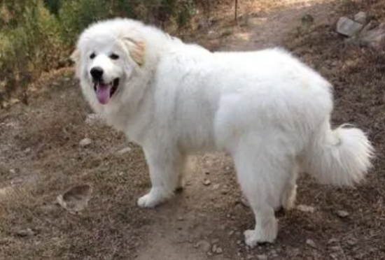 大白熊犬好不好？对陌生人有极大的警惕性