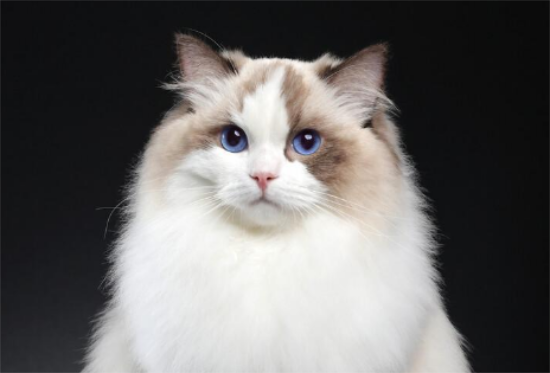 布偶猫的优点和缺点，布偶猫居然这么多缺点！