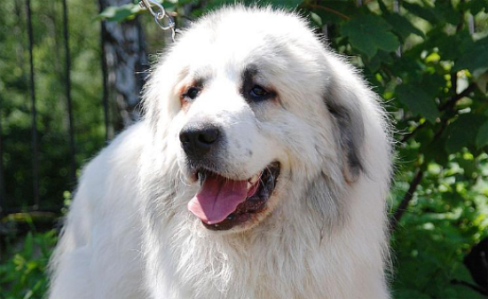 大白熊犬肠胃不适的5个原因，很常见，主人不要忽略了