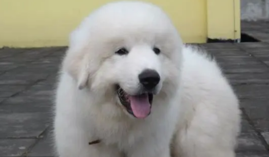 大白熊犬乱叫怎么办？怎么才能让它安静？