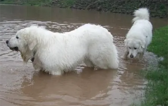 大白熊犬怎么洗澡？来看看吧