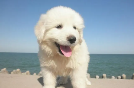 大白熊犬一天吃多少？正常喂养即可
