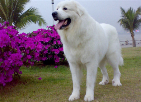 不知道怎么训练大白熊犬的服从性？看这里！