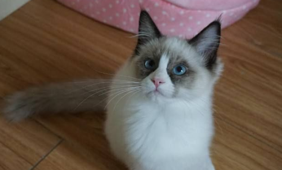 布偶猫用什么猫砂和猫砂盆？选择起来竟然这么麻烦