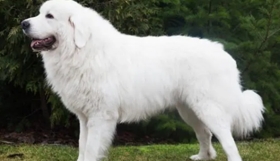 一文带你了解，大白熊犬皮屑太多怎么解决？