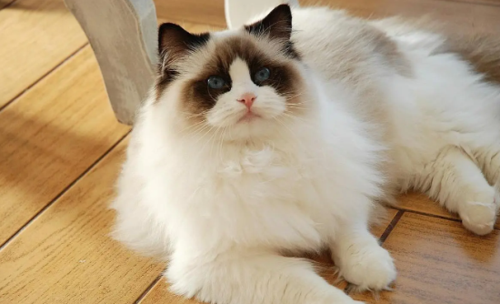 布偶猫耳朵后掉毛或者毛长不好的原因有哪些？