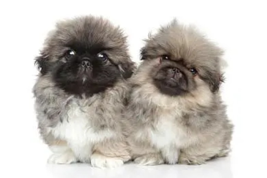 京巴幼犬的喂养方法
