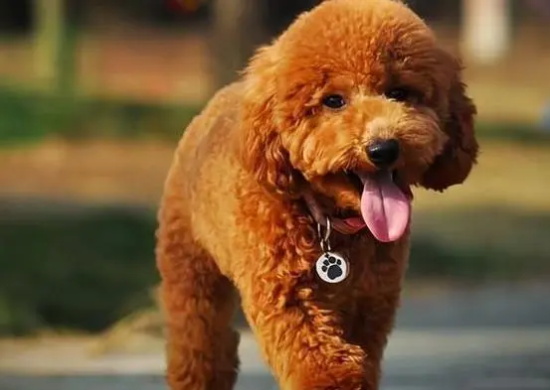 贵宾犬饲养的注意事项都有哪些