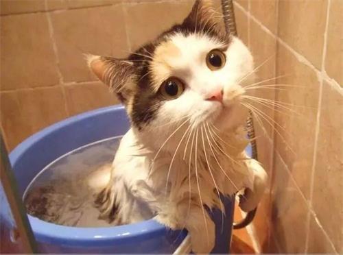 患有猫癣的猫咪如何洗药浴？