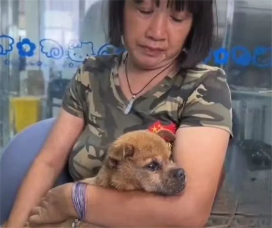 一生都被电击魔咒笼罩的狗狗，摘下电机的那一刻让人泪目……