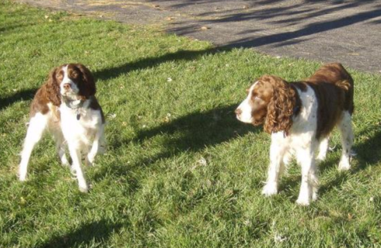 英国史宾格犬不咬人训练方法