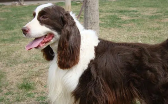 史宾格犬一天喂几次？能不能喂多？