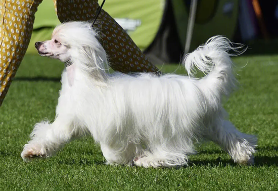 冠毛犬不能吃什么东西？答案在这！