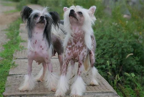 中华冠毛犬图片最丑