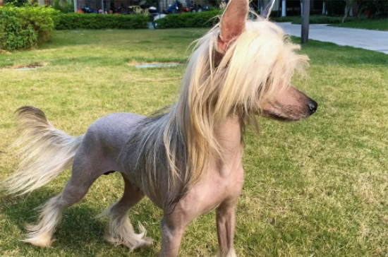 冠毛犬的养护常识，皮肤与汗腺相通直接排汗