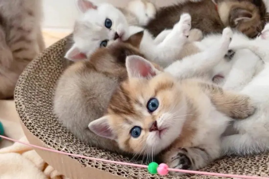 猫咪不爱喝水，怎样让它主动喝水？