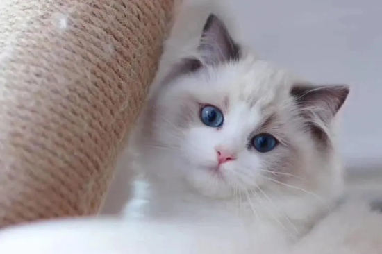 为什么家里的猫咪长大后不粘人了？