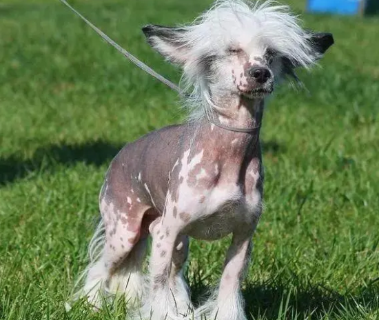 冠毛犬发烧怎么办？正确的救护方法在这里！ 