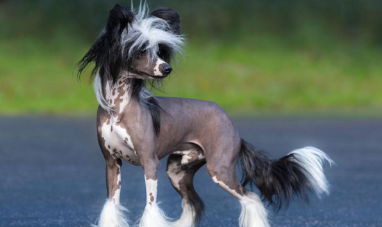 正宗血统冠毛犬图片在哪买