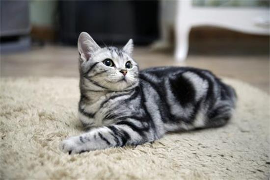 猫咪初情期有什么变化