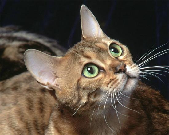 母猫发期情可以绝育吗?