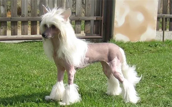 这个时候训练中国冠毛犬比较有效果