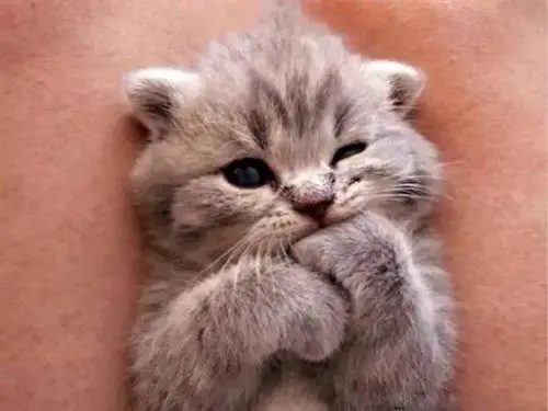 猫主子挑食怎么办？