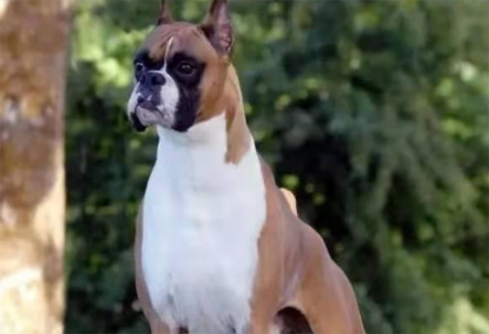 德国拳师犬 FCI国际纯种犬标准 