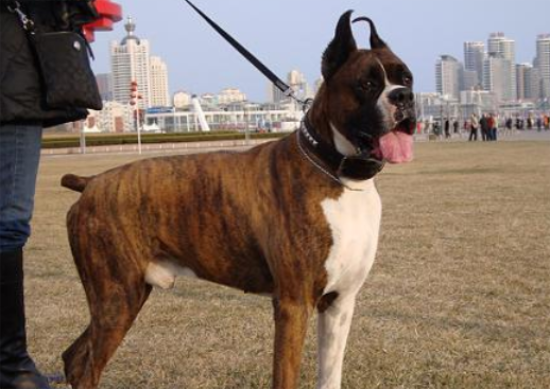 拳师犬幼崽多少钱一只