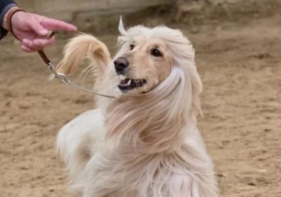 阿富汗猎犬凶吗 气质孤傲而威严