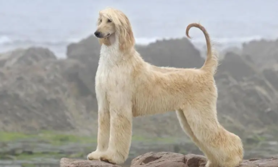 给你说说，阿富汗猎犬为什么禁养？