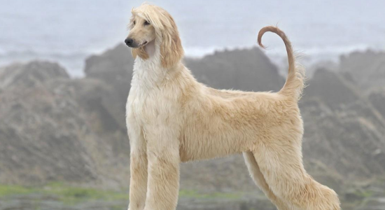 阿富汗猎犬驱虫方法有哪些 多大开始驱虫预防