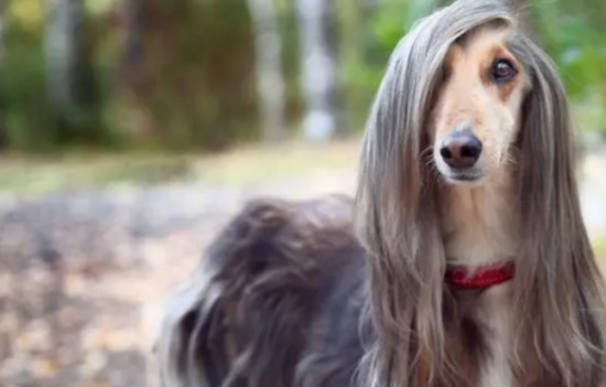 阿富汗猎犬挑选，选购汗汗有方法