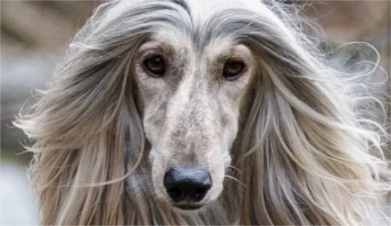 阿富汗猎犬可以喂生肉吗？