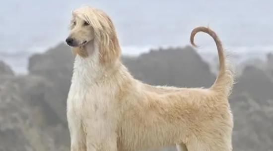 阿富汗猎犬感冒症状有哪些？看完你就知道了