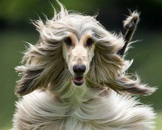 阿富汗猎犬怎么看 从外观去仔细观察