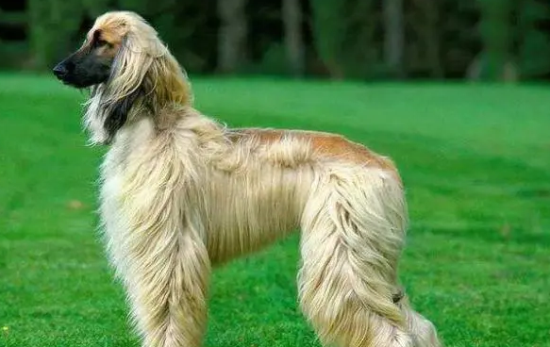 一条阿富汗猎犬多少钱