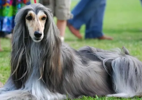 阿富汗猎犬如何喂养？饲养须知~