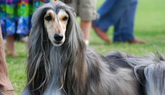 阿富汗猎犬咬人吗 千万不能激怒狗狗
