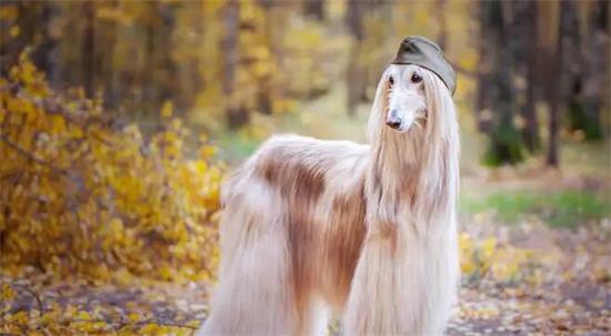 阿富汗猎犬什么颜色最贵?