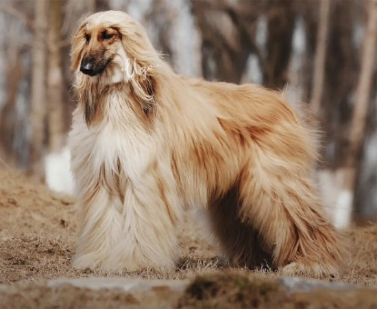 阿富汗猎犬怎么训练？一定要有耐心哦！