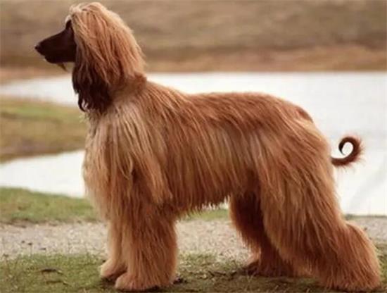 阿富汗犬图片 最美价格多少