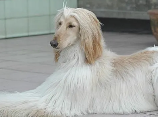 阿富汗猎犬的寿命 健康饲养延长寿命
