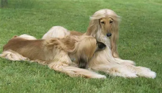 饲养阿富汗猎犬要注意什么？具体看这里！