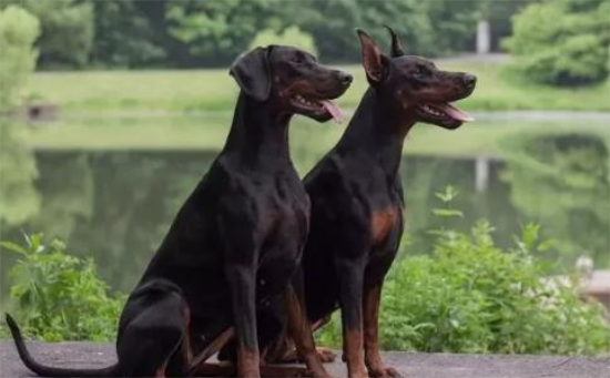一文告诉你，杜宾犬的几种常见疾病是哪些？