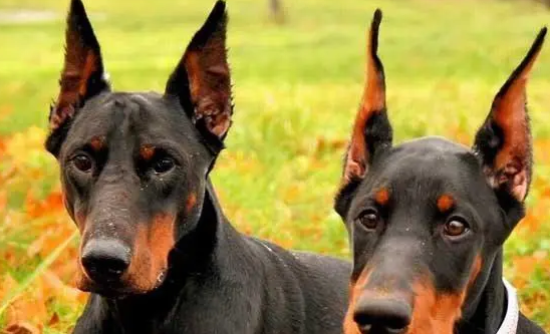 如何给杜宾犬做狗粮吃