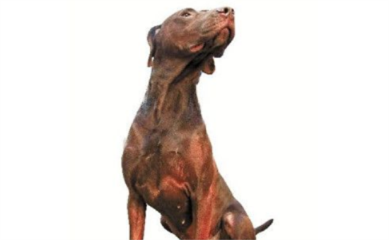 杜宾犬如何养 钙量的补充是非常重要的