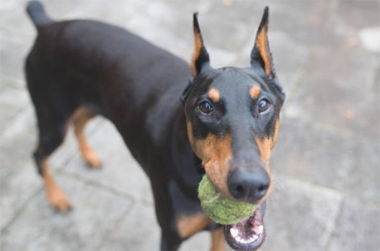 杜宾犬是否会挑食物，杜宾犬挑食怎样整治？