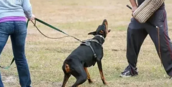 不同人眼中不同的杜宾犬，一起来了解真实杜宾