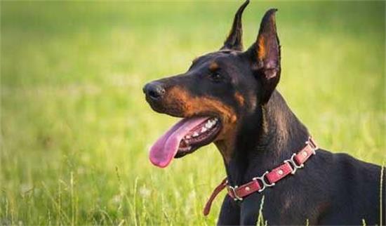 成年杜宾犬一天吃多少狗粮,杜宾犬吃什么最好
